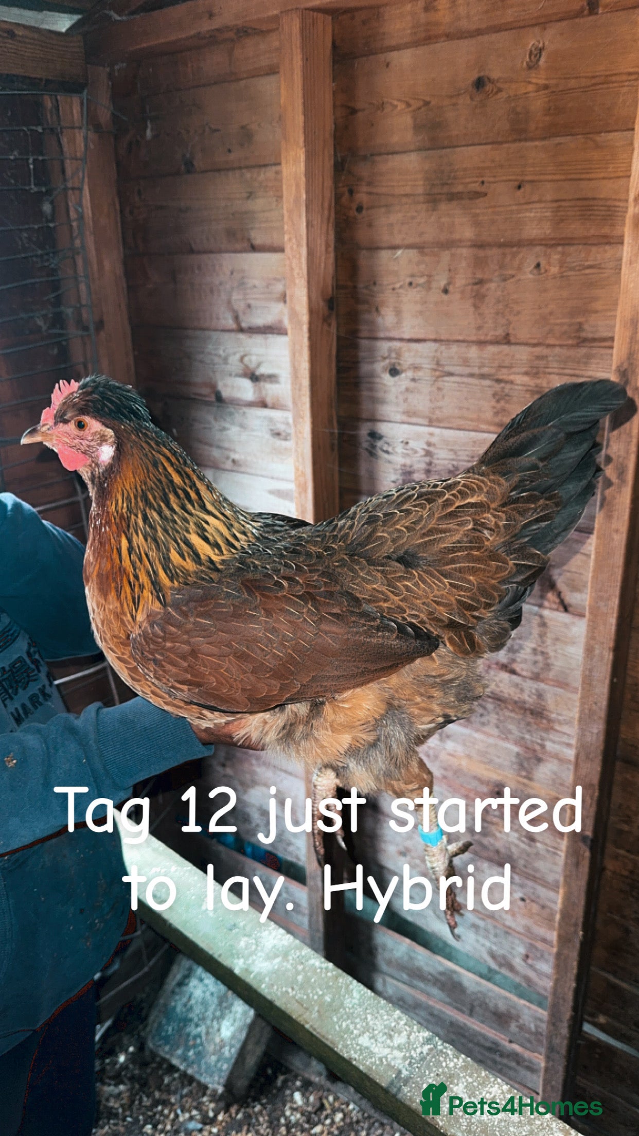 Chickens poultry Hybrid/ cross breed hens for sale - Advert 11