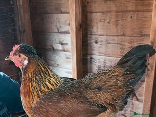 Chickens poultry - Advert 2