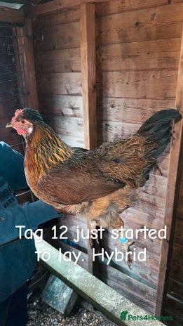 Chickens poultry - Advert 1