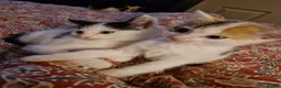 Mixed Breed cats for sale: 6 beautiful kittens ready for new homes - Advert 7