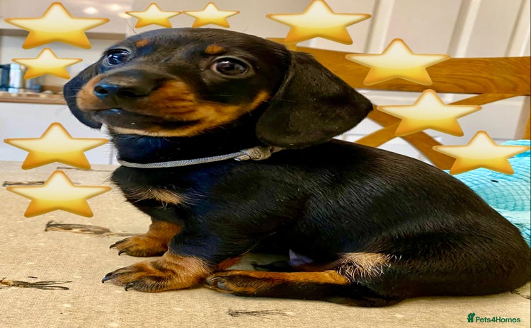 Miniature Dachshund dogs - Advert 15