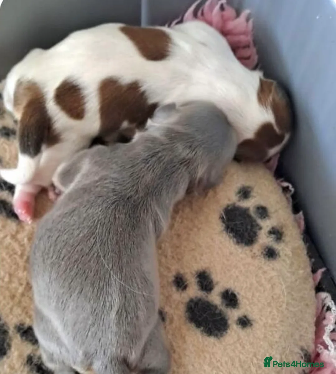 Shih Tzu dogs for stud: 🐶💎 Bumble – Imperial Shih Tzu Stud, kc reg 💎🐶 in Liverpool - Advert 11