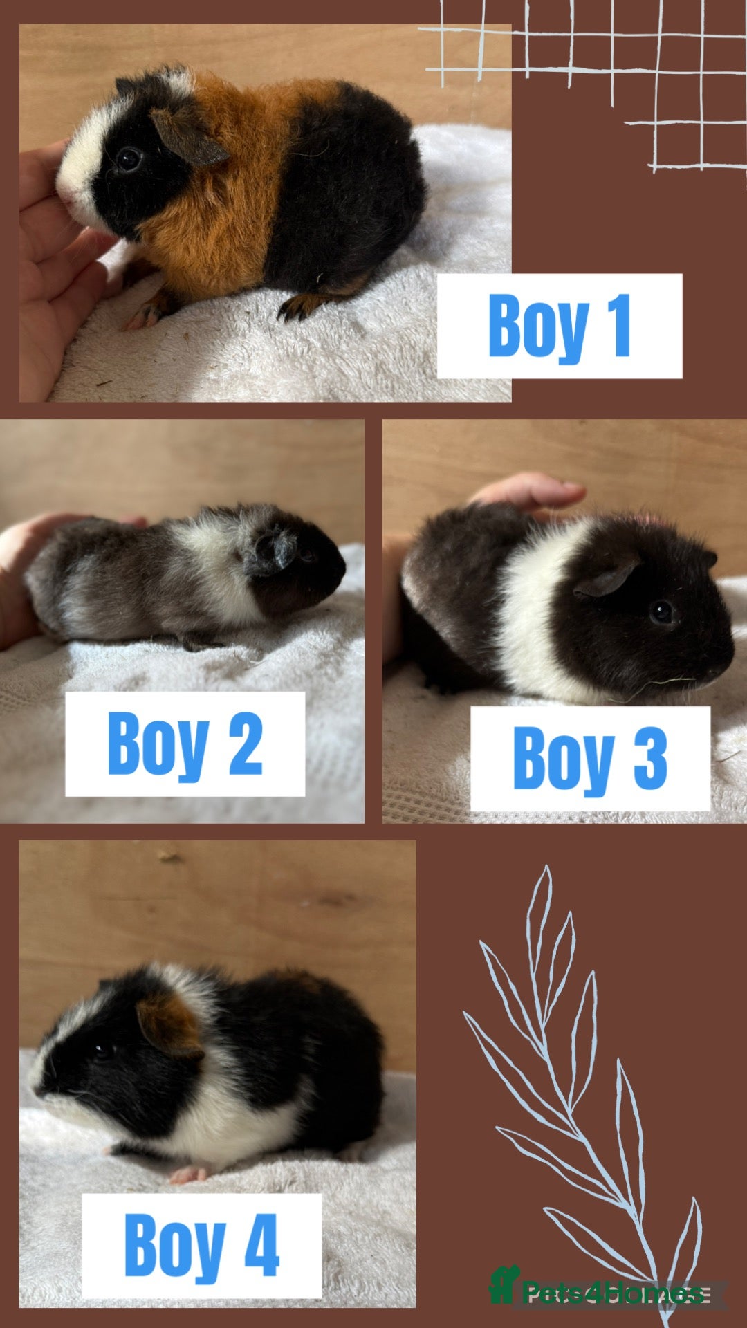 Guinea Pig rodents 4 male baby teddy guineapigs AVAILABLE  - Advert 1