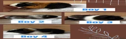 Guinea Pig rodents for sale: 4 male baby teddy guineapigs AVAILABLE  - Advert 1