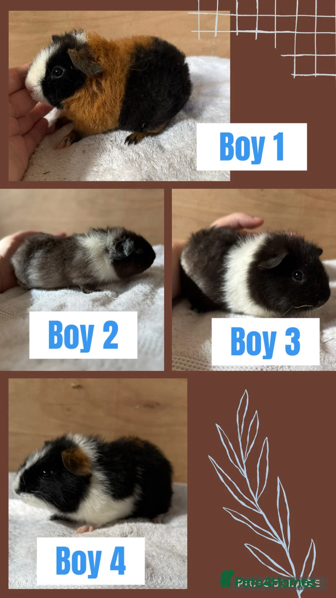 Guinea Pig rodents for sale: 4 male baby teddy guineapigs AVAILABLE  - Advert 1