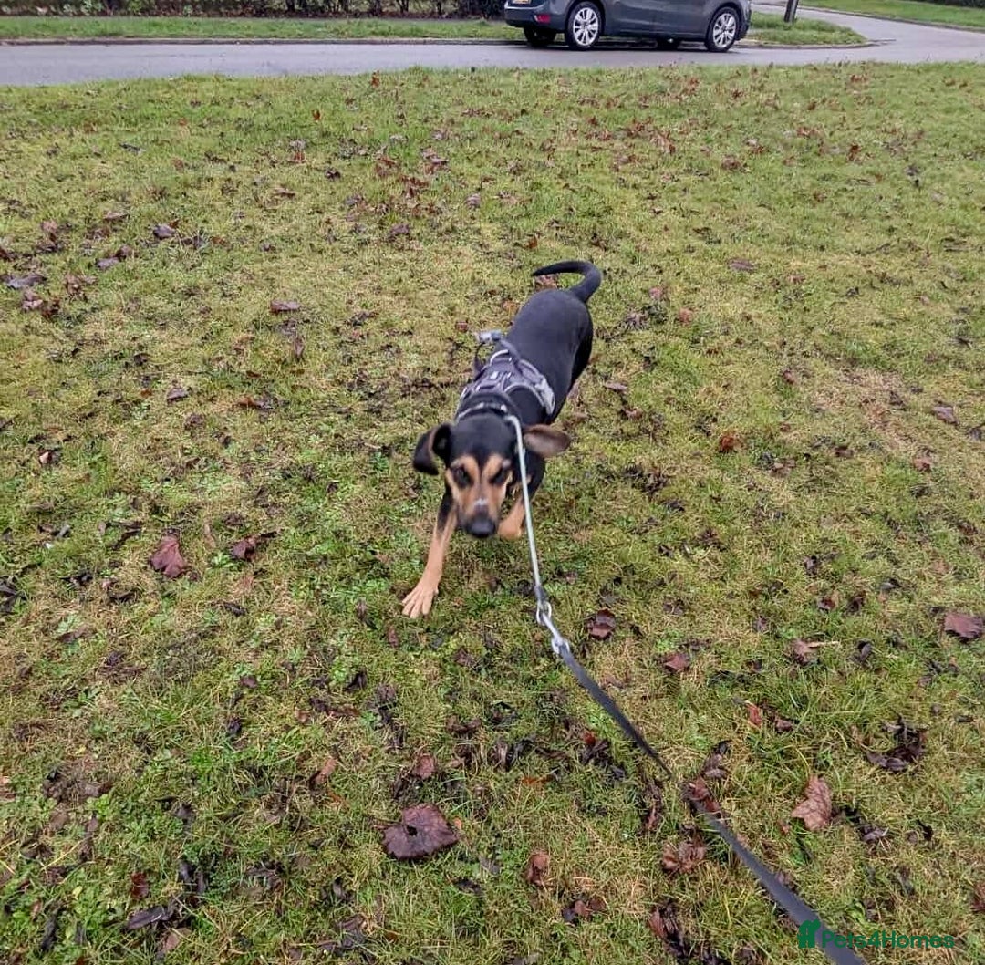 Mixed Breed dogs for adoption: ❤️ Deuce This beautiful soul has come so far… ❤️ - Advert 12