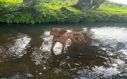 Hungarian Vizsla dogs for stud: Hungarian Vizsla proven stud  - Image 2