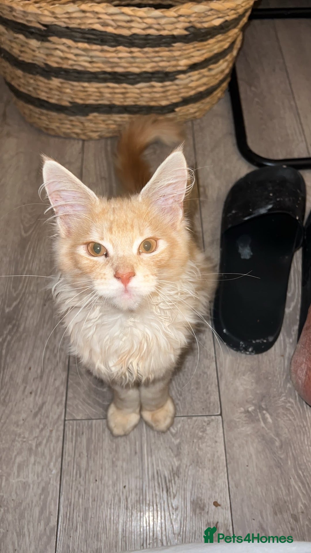 Maine Coon cats Rare Red Silver Maine Coon Kittens Available  - Advert 9