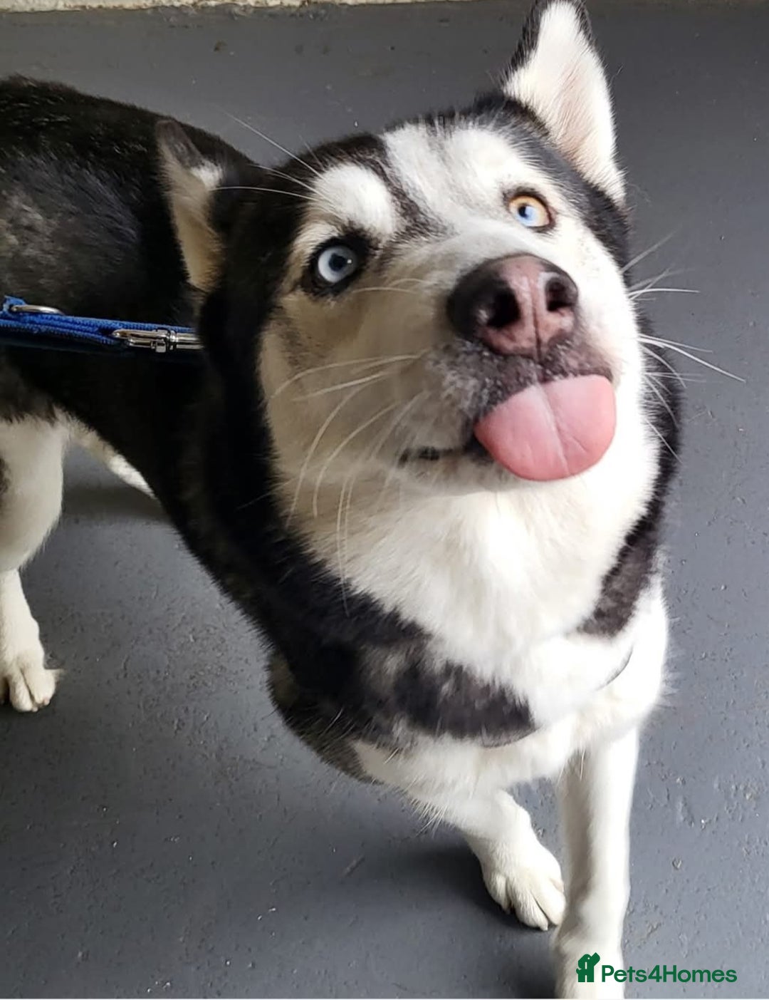 Siberian Husky dogs for sale: 2 beautiful male Siberien Husky Puppies  - Advert 3