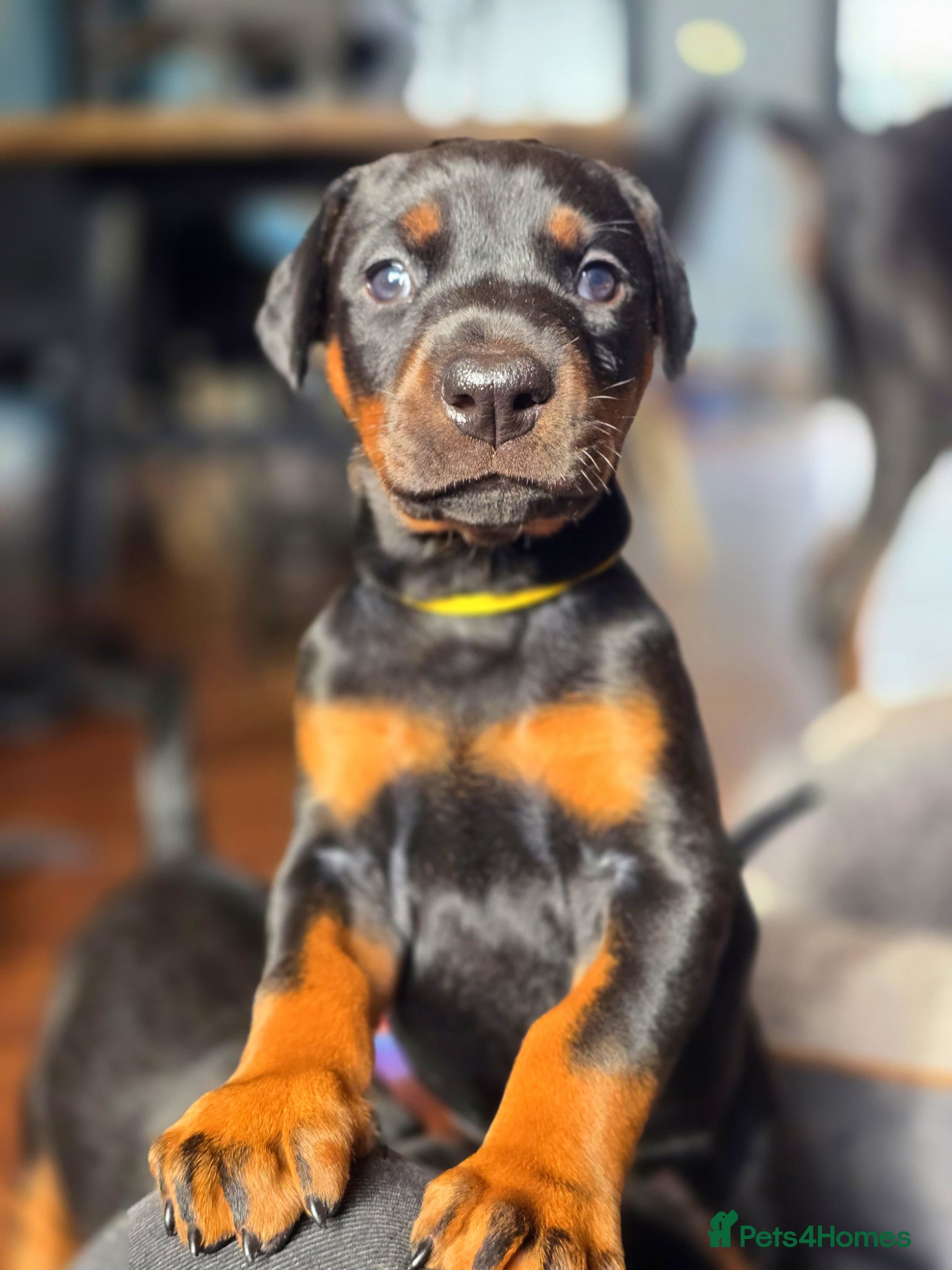 Dobermann dogs Thorough bred Doberman puppies available. - Advert 9