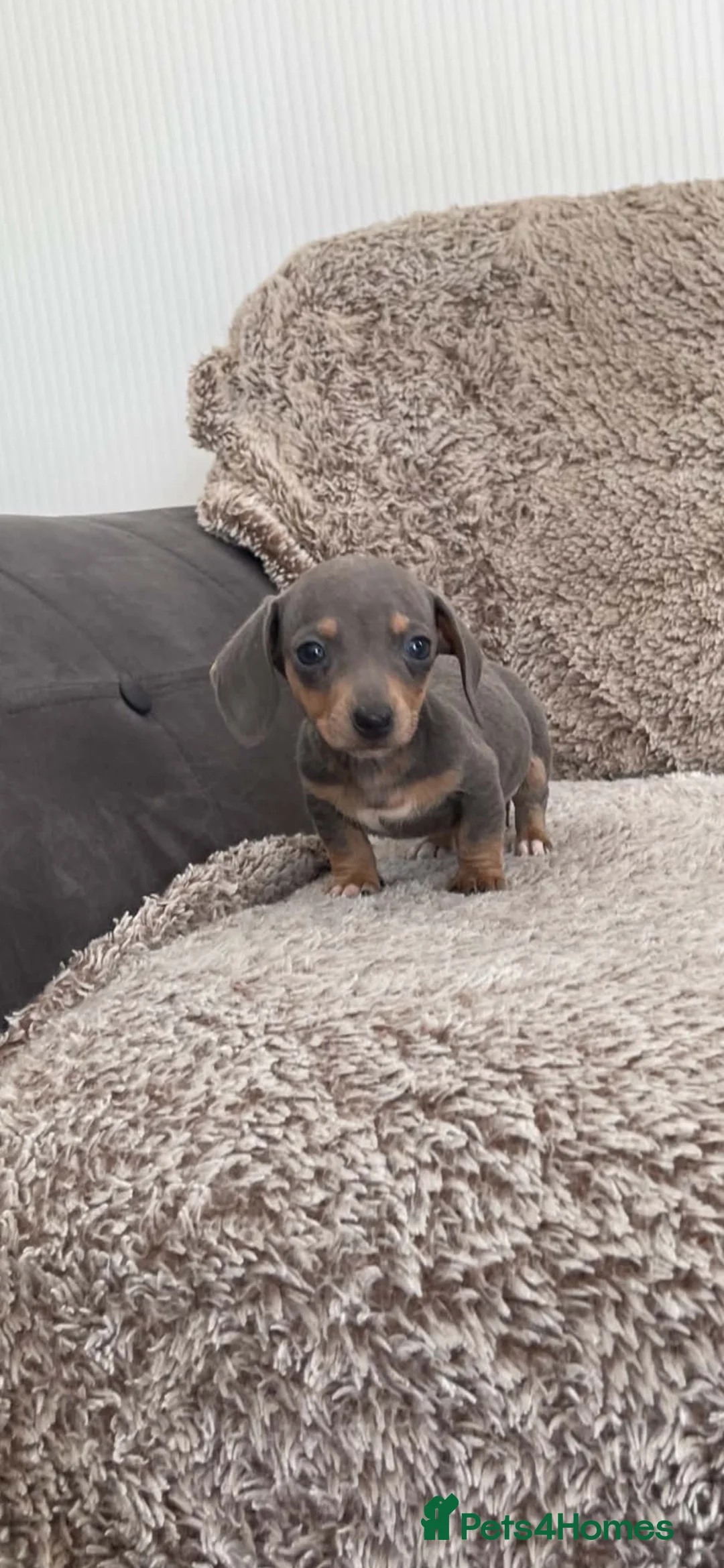 Miniature Dachshund dogs for sale: Miniature smooth hair dachshund   in Stourport-on-Severn - Advert 23