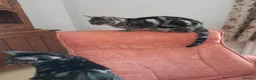 Savannah cats for sale: TICA Reg F4 Silver & Black Marbled Savannah  - Advert 18