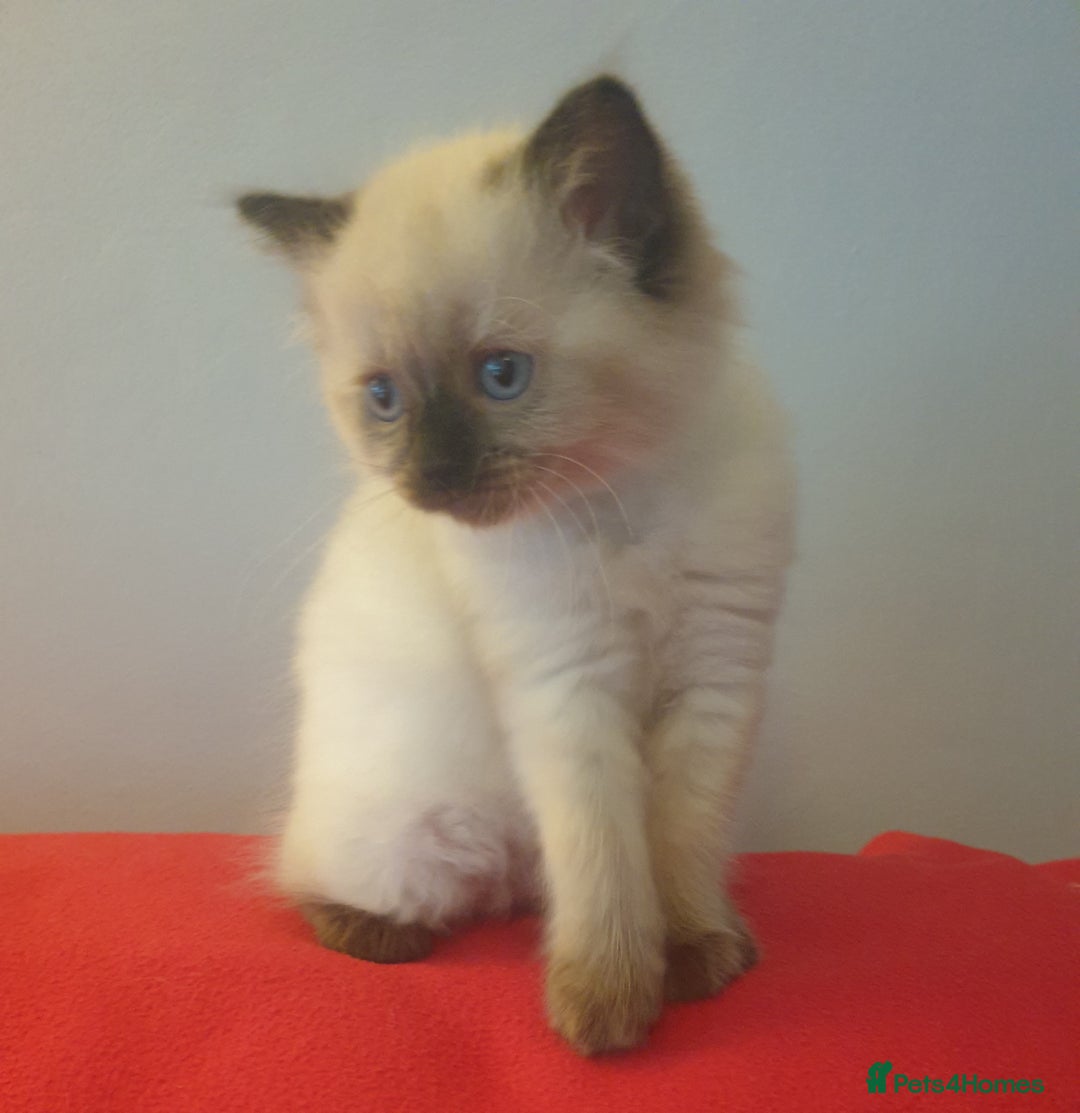 Ragdoll cats for sale: 4 beautiful ragdoll kittens for sale - Oxford - Image 6