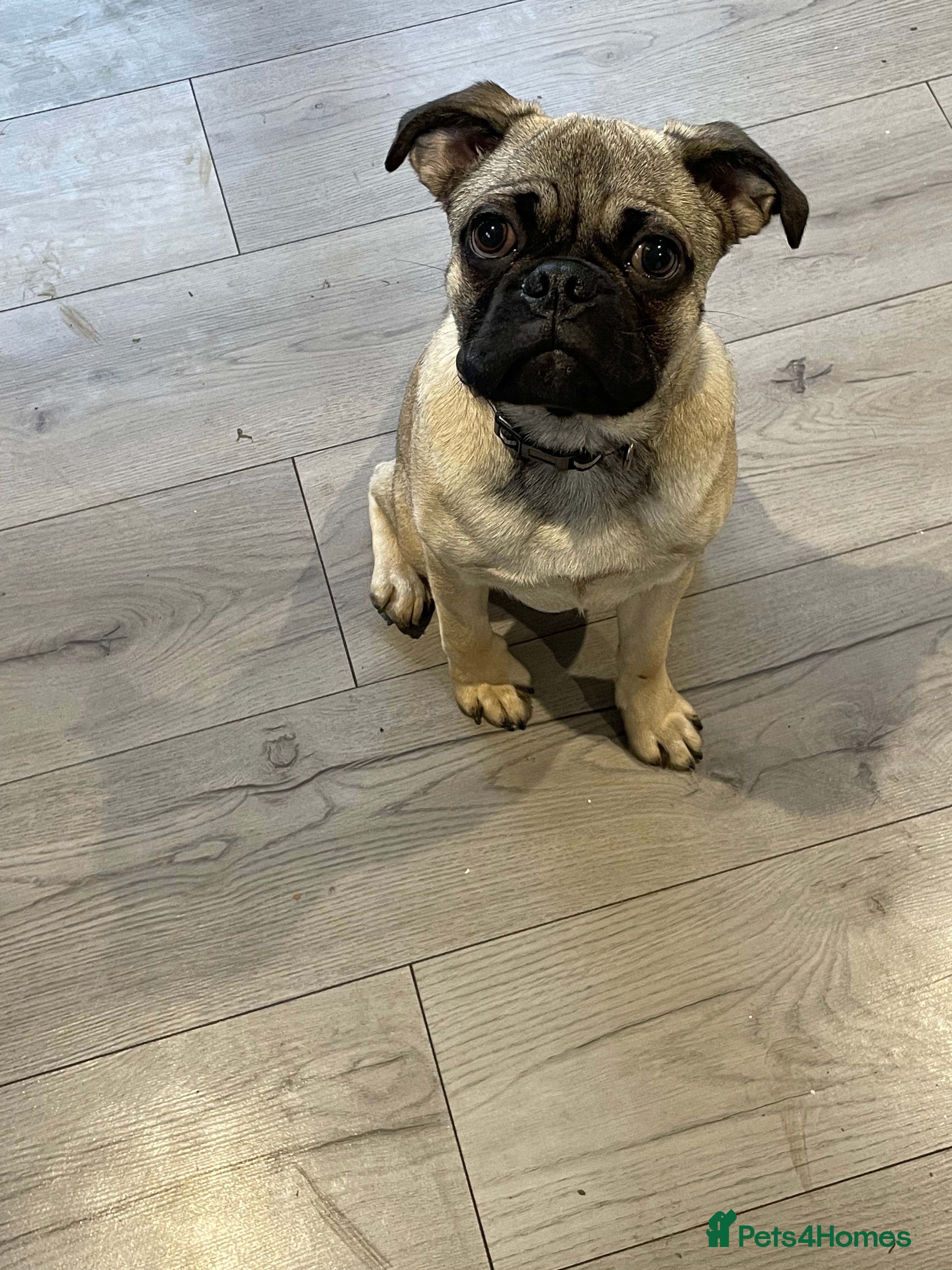 Pug dogs 5 months old boy - Advert 1
