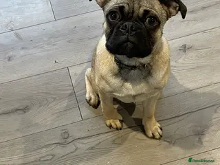 Pug dogs 5 months old boy - Advert 1