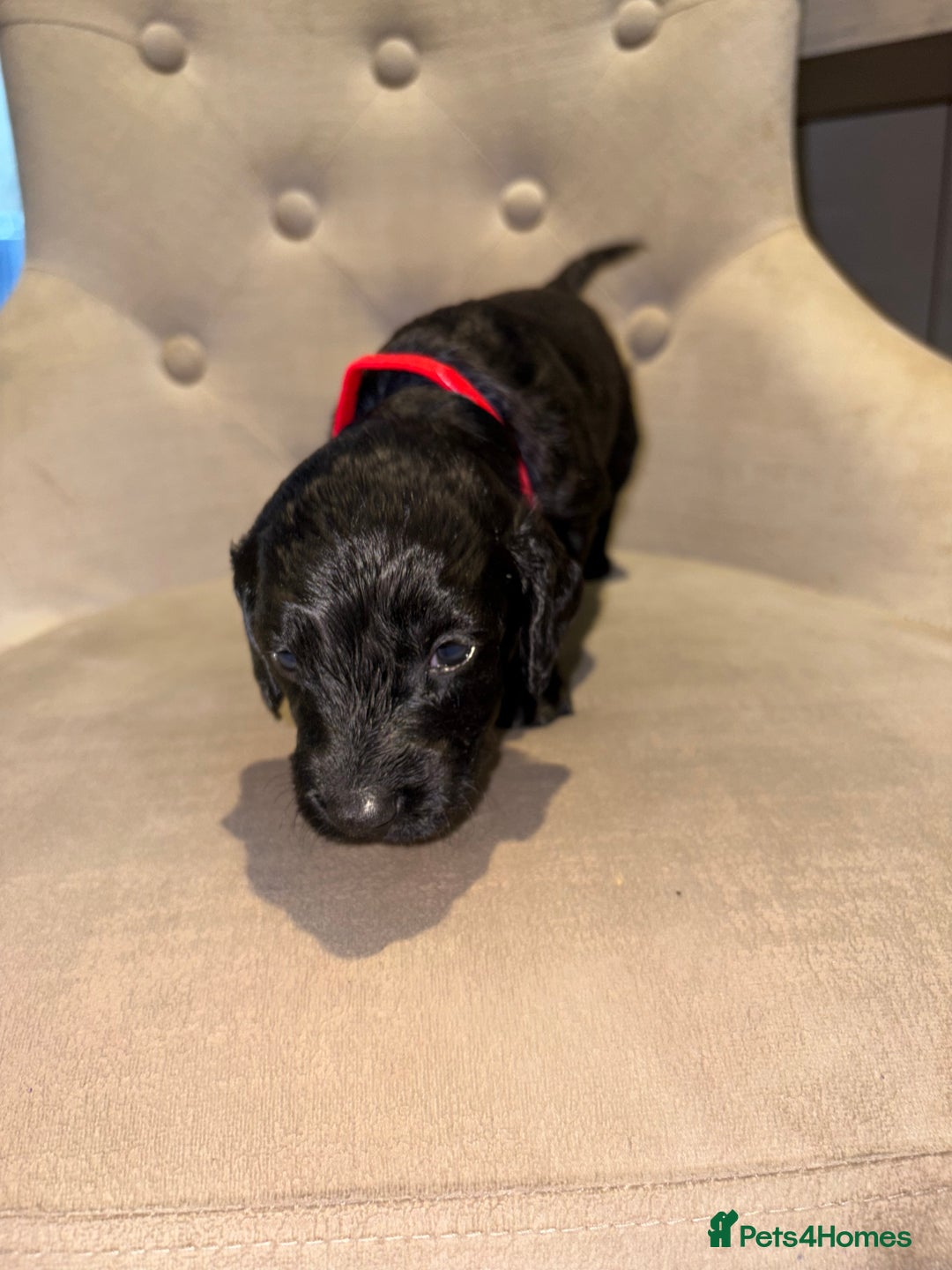 Cockapoo dogs for sale: Beautiful litter of 10 Cockapoo pups  - Advert 28