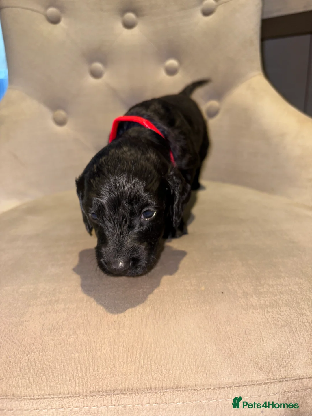 Cockapoo dogs for sale: Beautiful litter of 10 Cockapoo pups  - Advert 28