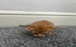 Mixed Breed cats for sale: Gorgeous kittens for sale - Image 11