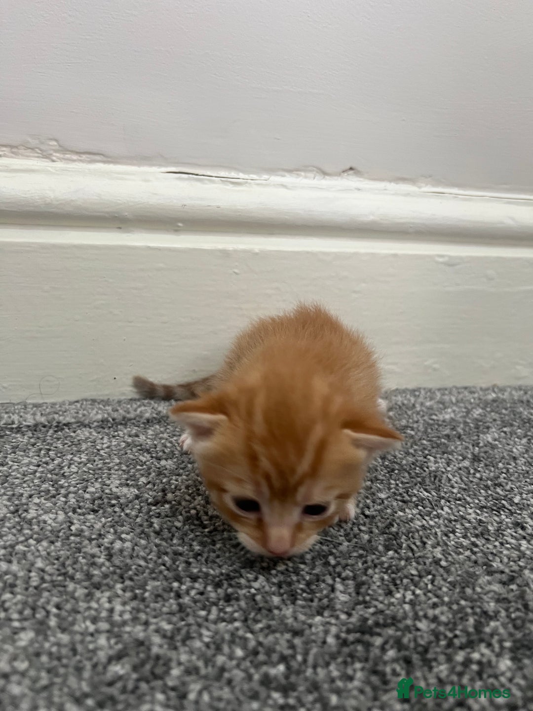 Mixed Breed cats for sale: Gorgeous kittens for sale - Image 11