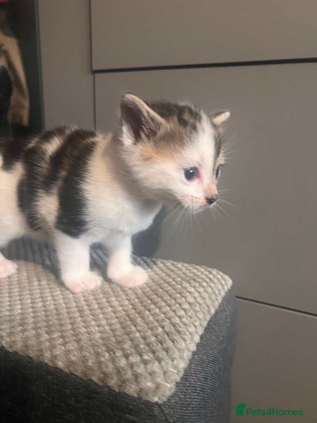 Mixed Breed cats for sale: 5 beautiful kittens  - Image 7
