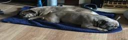 French Bulldog dogs for sale: Rehome- French bulldogs mum and daughter  - Advert 12