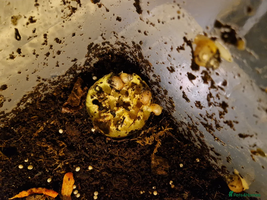 Snails invertebrates for sale: African Land Snail Babies  in Southampton - Advert 3