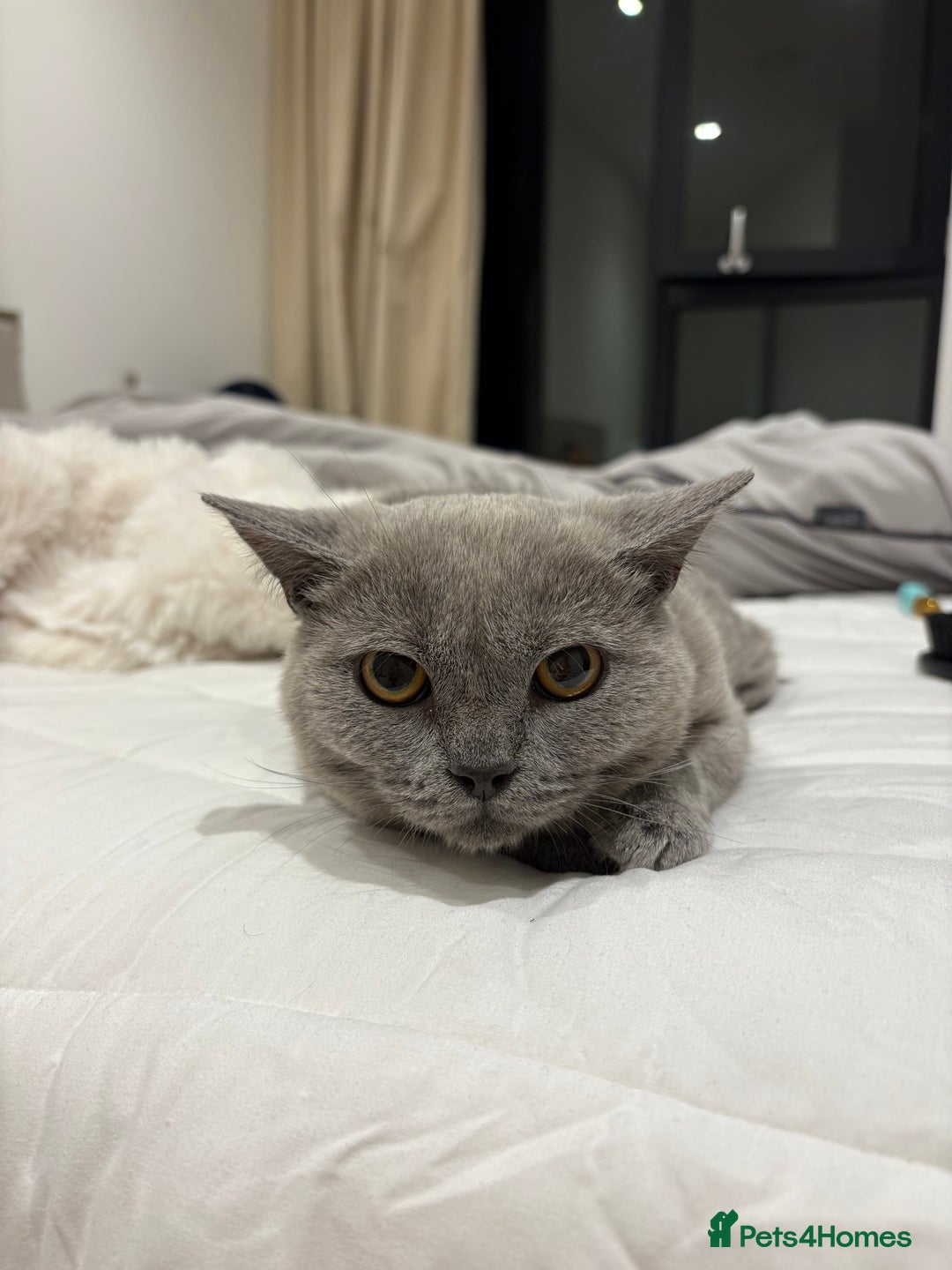 British Shorthair cats for sale: 3 months old Blue BHS kitten - Advert 1