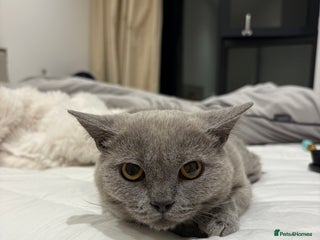 British Shorthair cats for sale: 3 months old Blue BSH kitten - Advert 1