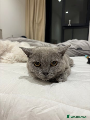 British Shorthair cats 3 months old Blue BHS kitten - Advert 3