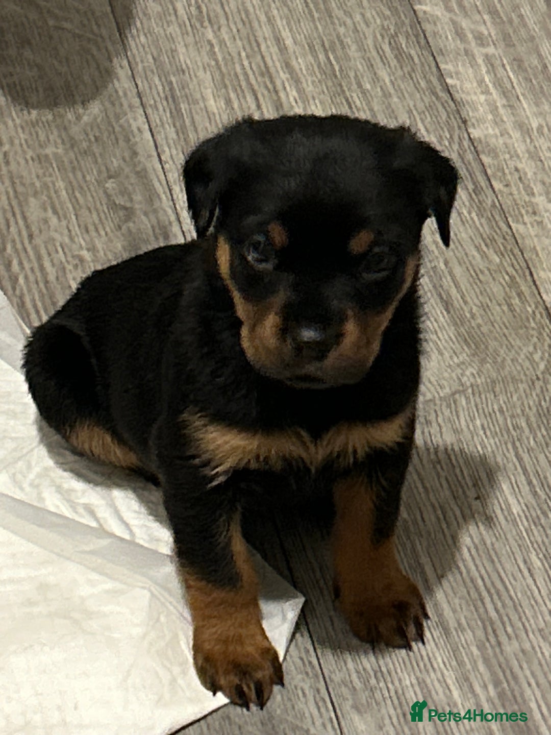 Rottweiler dogs for sale: Ready in 2 weeks bunch of 12 rotwellier puppies  - Advert 20