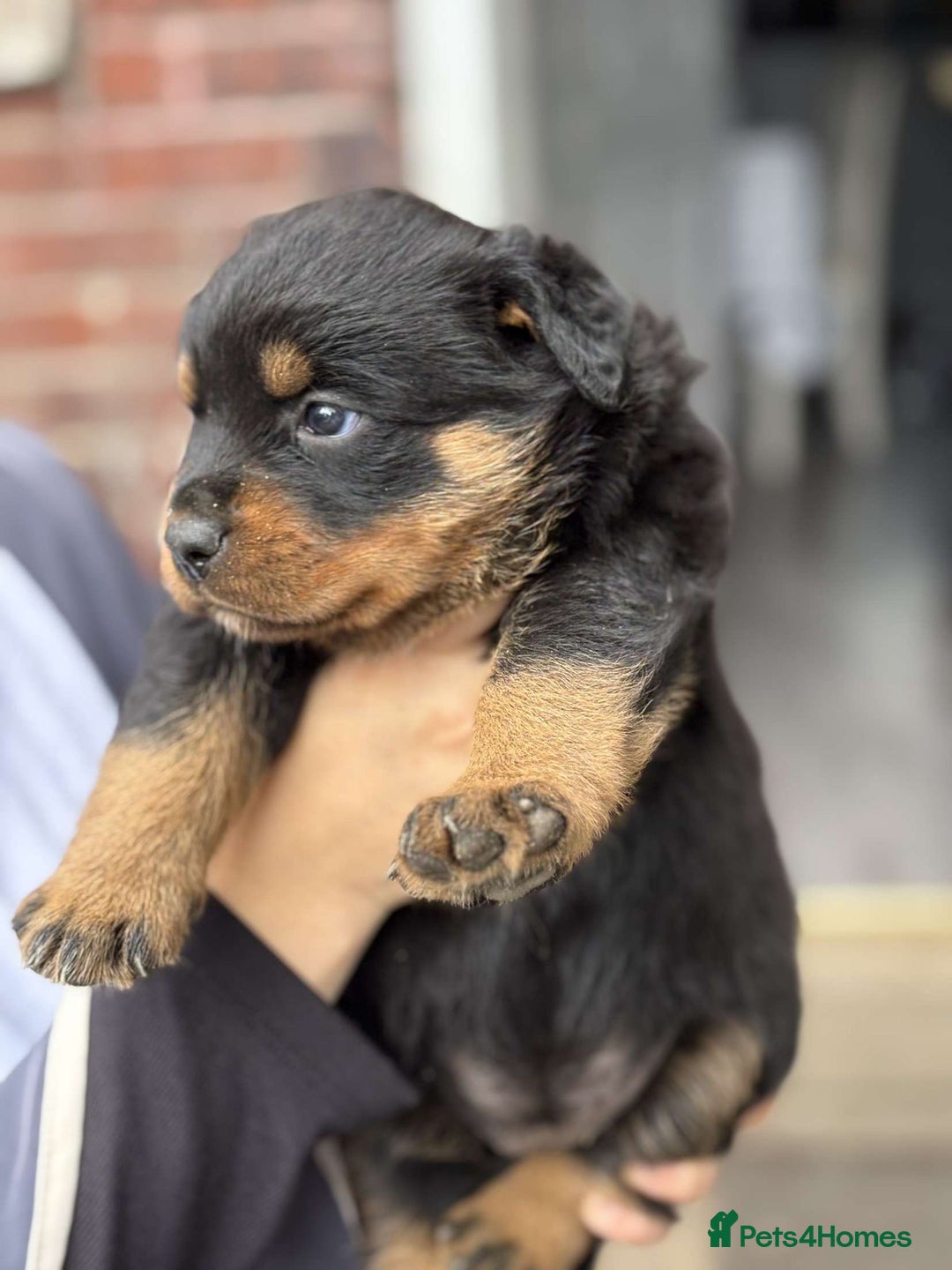Rottweiler dogs for sale: 5 chunky pure pedigree Rottweiler pups - Image 9