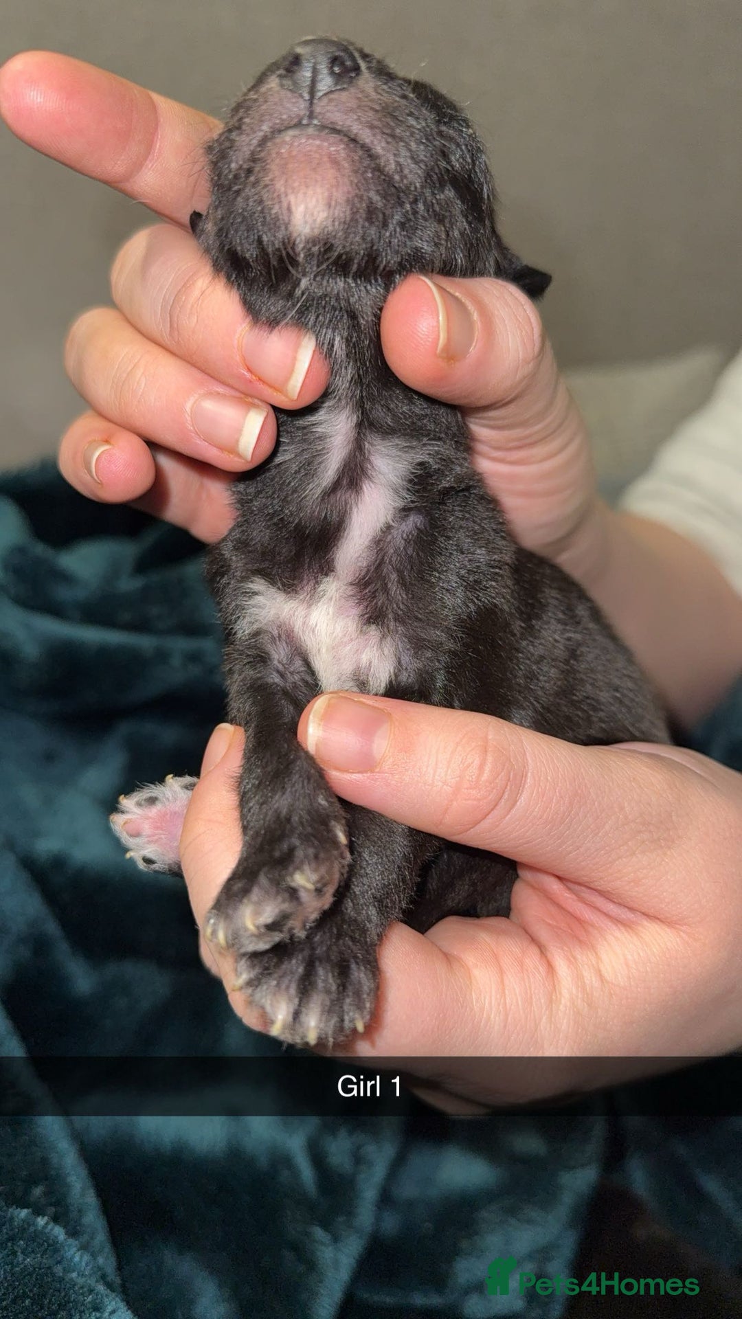 Lurcher dogs for sale: Bedding x whippet pups  - Advert 2