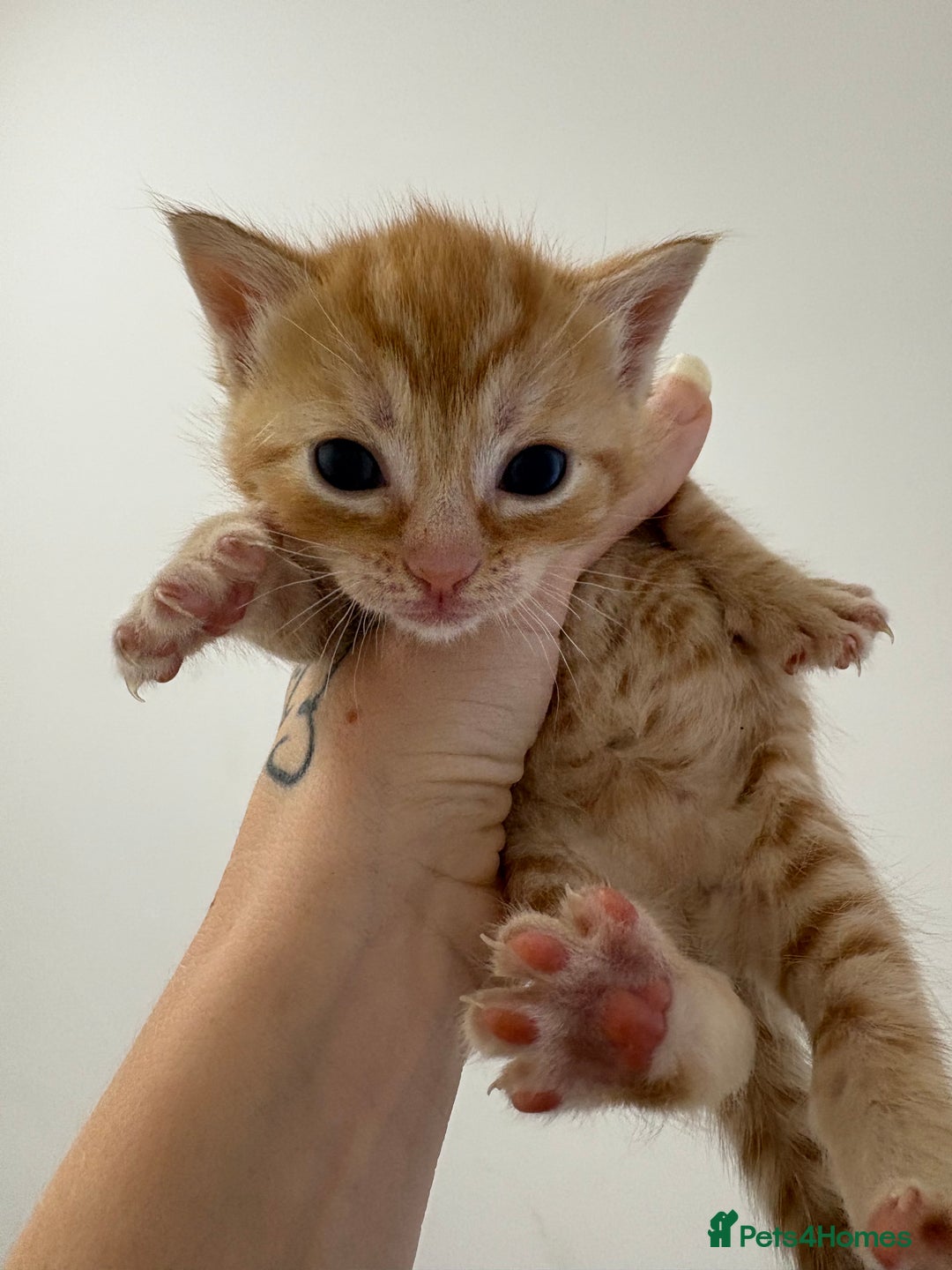 Domestic Shorthair cats for sale: 3 kitten for sale - Image 2