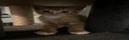 Mixed Breed cats for sale: 3 beautiful kittens  - Advert 22
