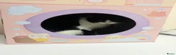 Domestic Shorthair cats for sale: Tuxedo kittens in Holywell - Advert 2