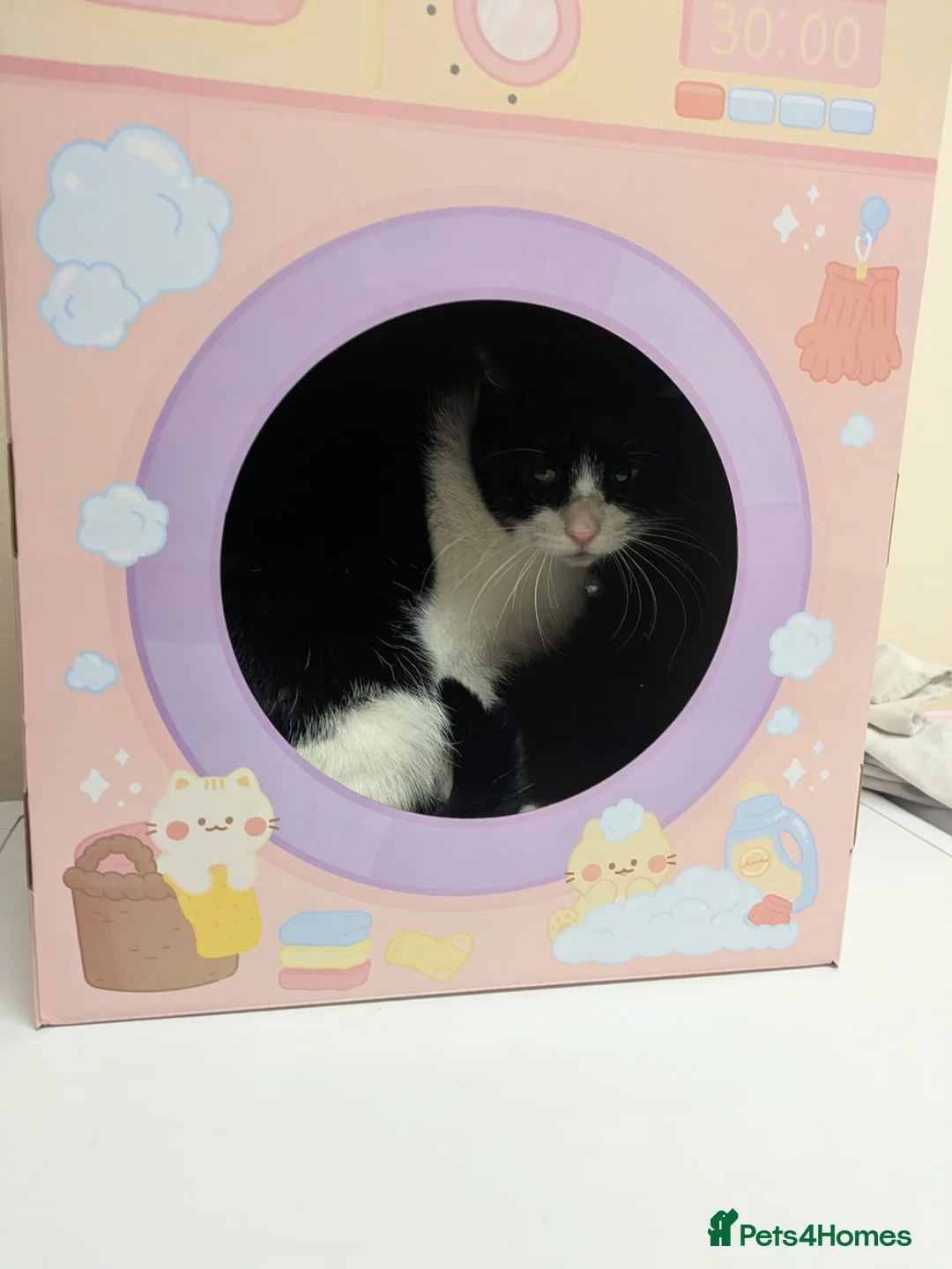 Domestic Shorthair cats for sale: Tuxedo kittens in Holywell - Advert 2