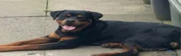 Rottweiler dogs for sale: Rottweiler puppies  in Bradford - Advert 2