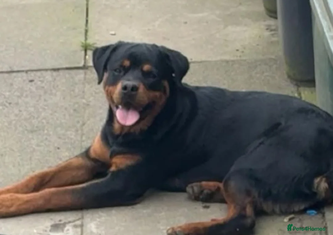 Rottweiler dogs for sale: Rottweiler puppies  in Bradford - Advert 2