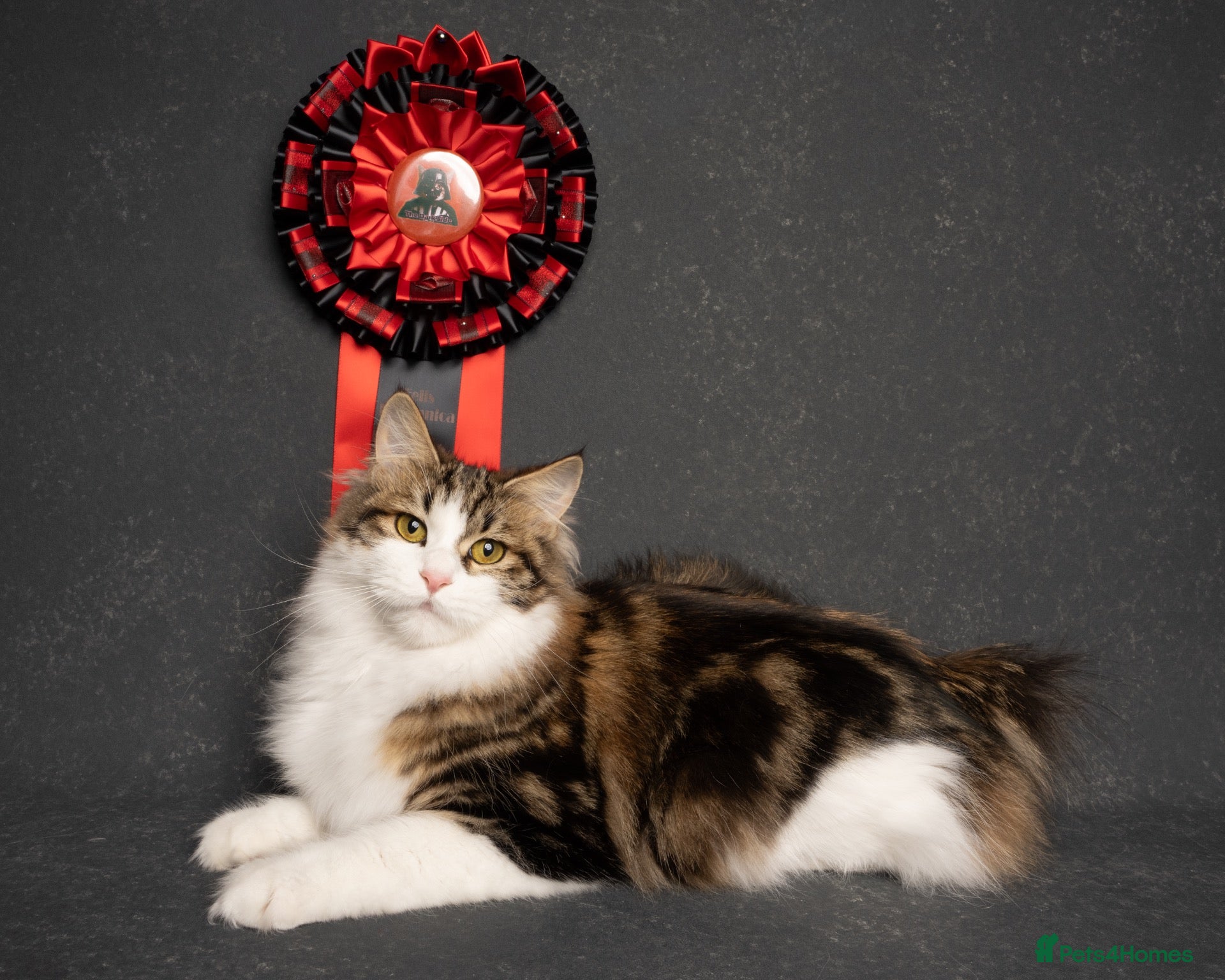 Kurilian Bobtail cats Rare Kurilian Bobtail Kittens Available - Advert 1