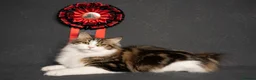 Kurilian Bobtail cats for sale: Rare Kurilian Bobtail Kittens Available - Advert 1