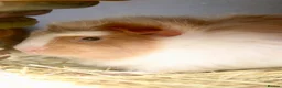 Guinea Pig rodents for sale: 2 bonded female guinea pigs  - Advert 3