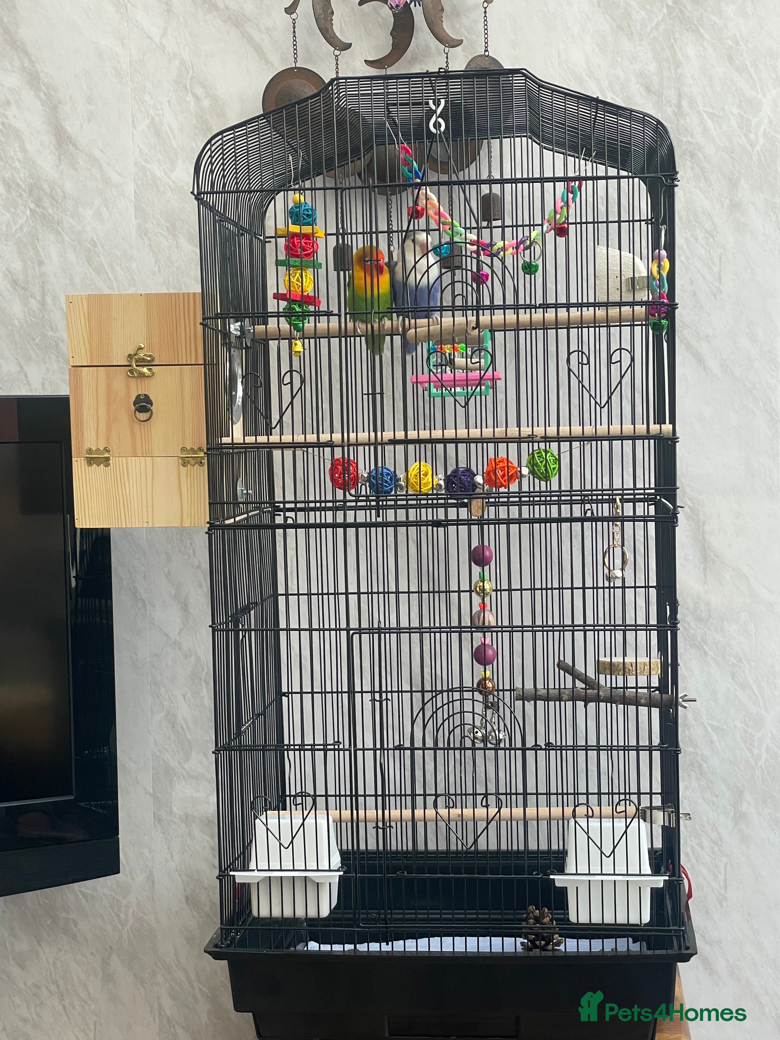 Lovebirds birds Breeding pair of lovebirds  - Advert 1