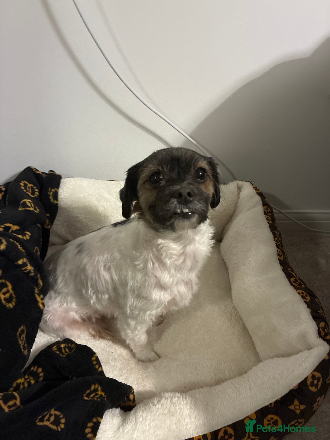 Mixed Breed dogs for sale: Chitsue cross chug - Advert 3