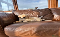 Labrador Retriever dogs for sale: 6 Beautiful Yellow Labradors  - Image 10