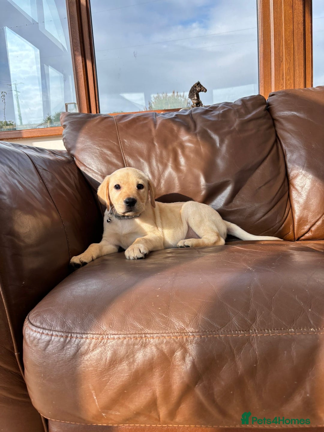 Labrador Retriever dogs for sale: 6 Beautiful Yellow Labradors  - Image 10