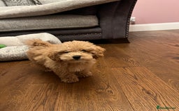 Maltipoo dogs for sale: Gorgeous 3 month old Maltipoo boy 🐶🥰 - Image 12