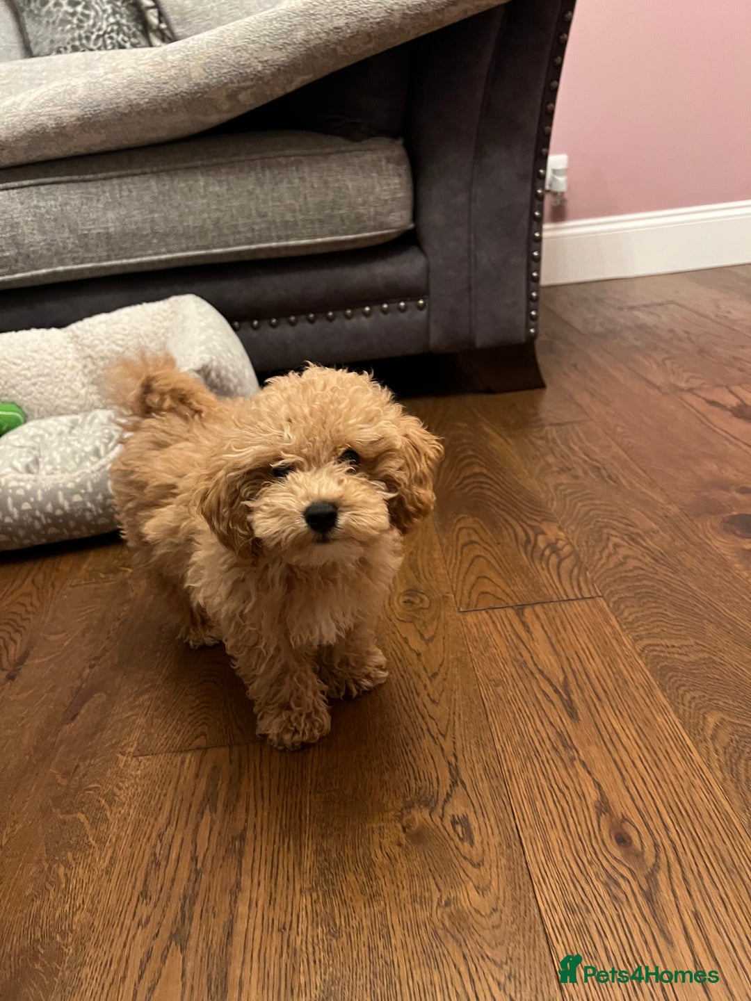 Maltipoo dogs for sale: Gorgeous 3 month old Maltipoo boy 🐶🥰 - Image 12