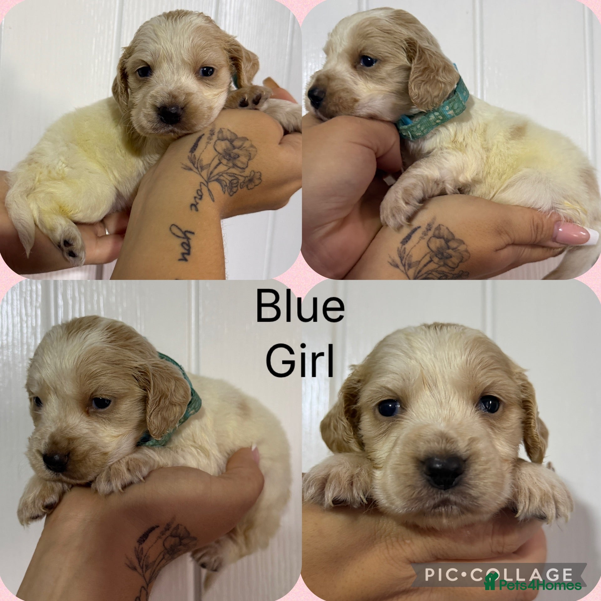 Cocker Spaniel dogs for sale: Cocker spaniel puppy’s 🐶  - Advert 2