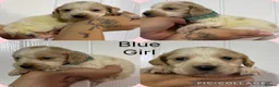 Cocker Spaniel dogs for sale: Cocker spaniel puppy’s 🐶  - Advert 2