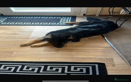 German Shepherd dogs for sale: German shepherd female  - Advert 2